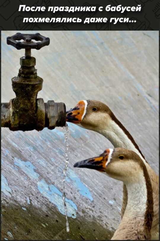 После праздника с бабусей похмелялись даже гуси...