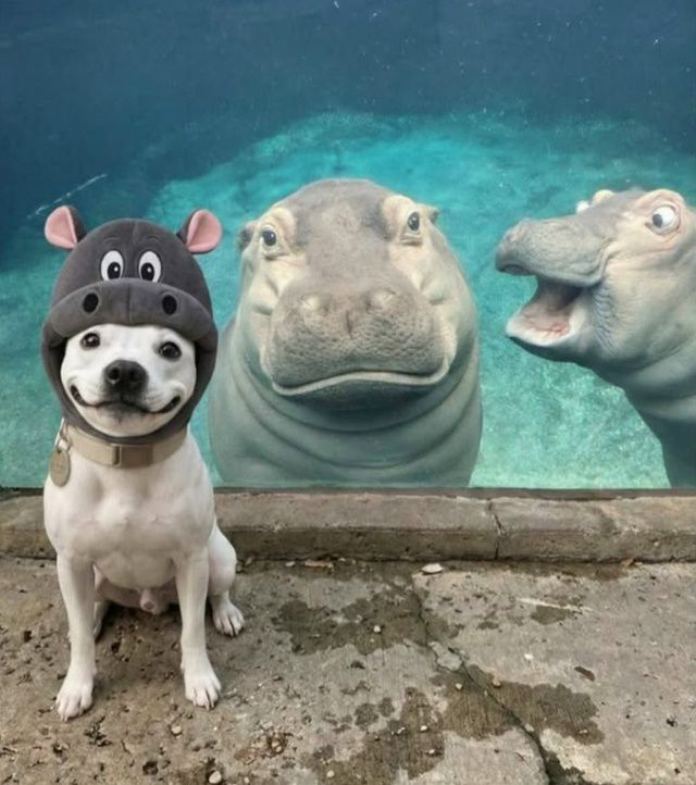 Собака в костюме на фоне двух гигантских гиппопотамов у бортика аквариума