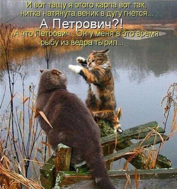 И вот тащу я этого карпа вот так, нитка натянута, веник в дугу гнётся.. А Петрович?! А что Петрович, Он у меня в это время рыбу из ведра тырил...