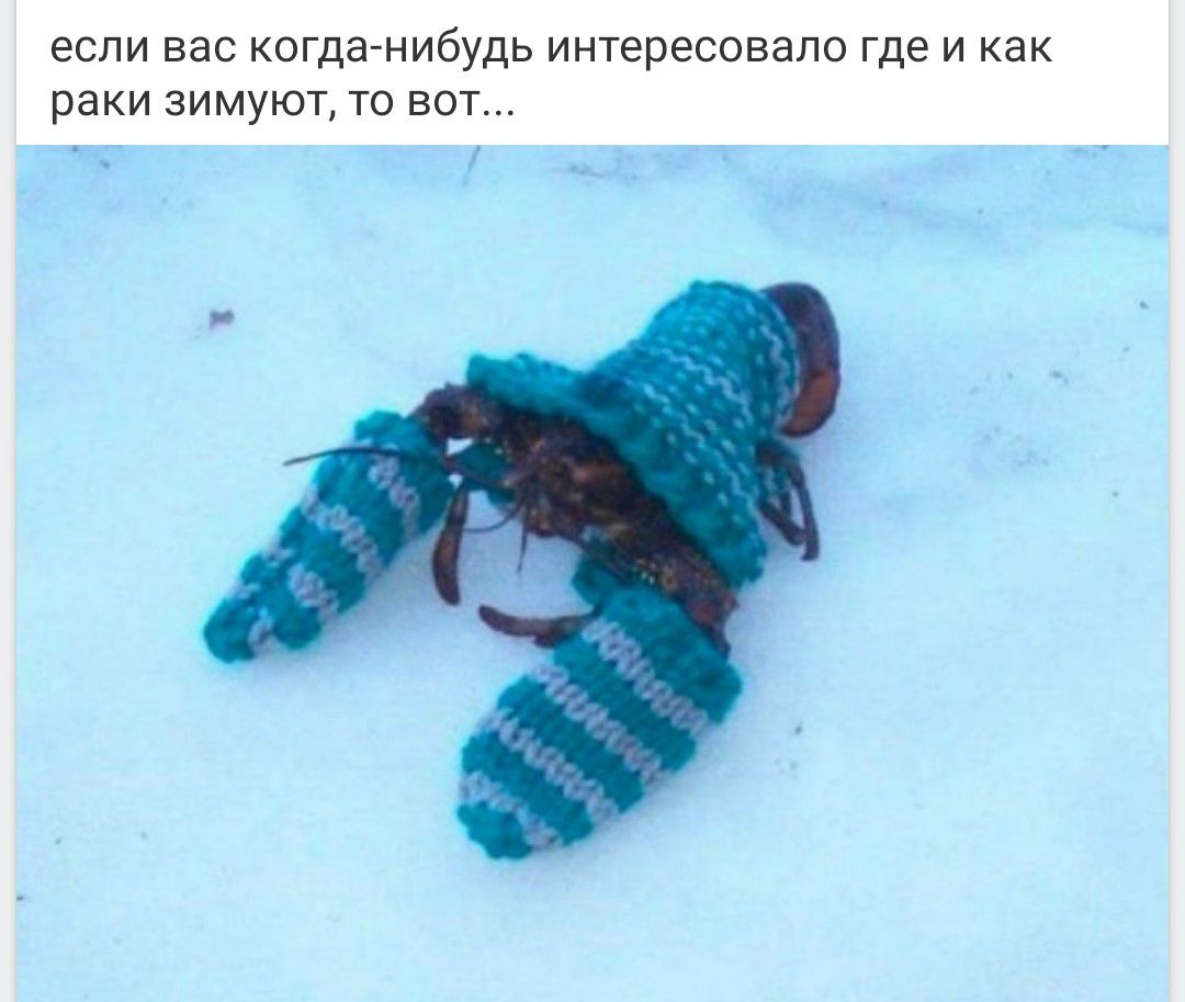 если вас когда-нибудь интересовало где и как раки зимуют, то вот...