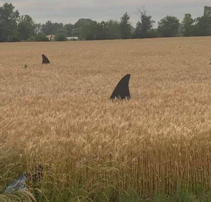 В поле пшеницы торчат два черных плавника, как у акул.