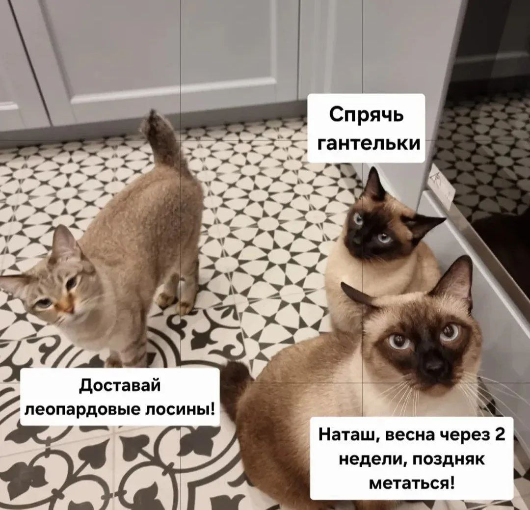 Спрячь гантельки. Доставай леопардовые лосины! Наташ, весна через 2 недели, поздняк метаться!