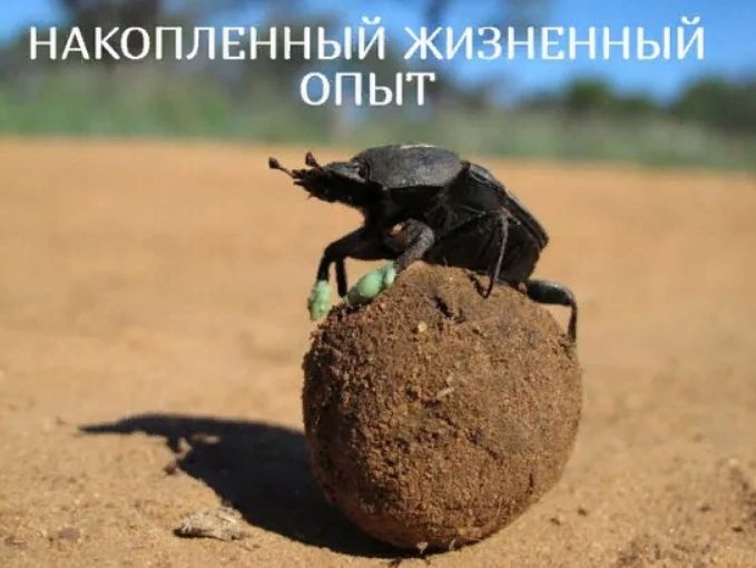 НАКОПЛЕННЫЙ ЖИЗНЕННЫЙ ОПЫТ