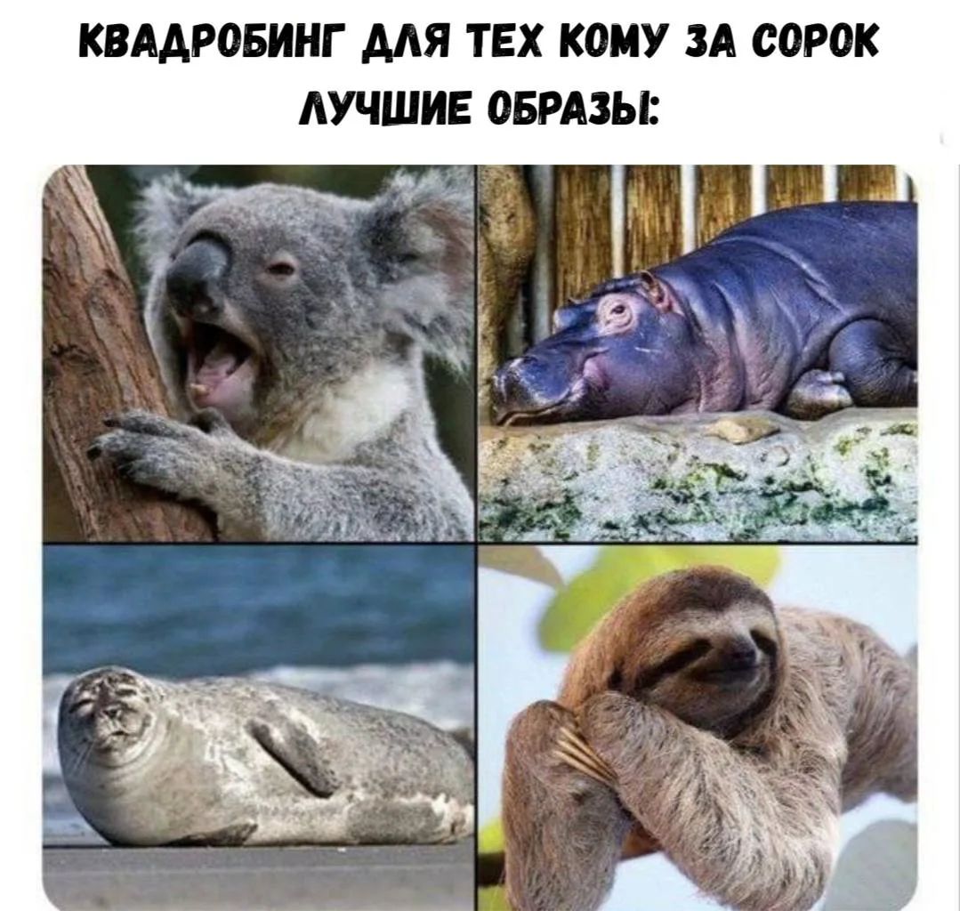 КВАДРОБИНГ ДЛЯ ТЕХ КОМУ ЗА СОРОК ЛУЧШИЕ ОБРАЗЫ: