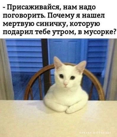 Присаживайся, нам надо поговорить. Почему я нашел мертвую синичку, которую подарил тебе утром, в мусорке?