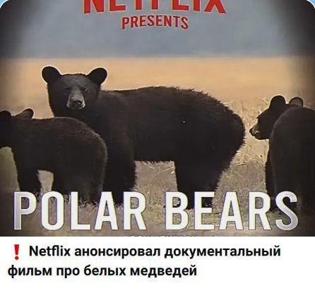 POLAR BEARS
Netflix presents
Netflix анонсировал документальный фильм про белых медведей