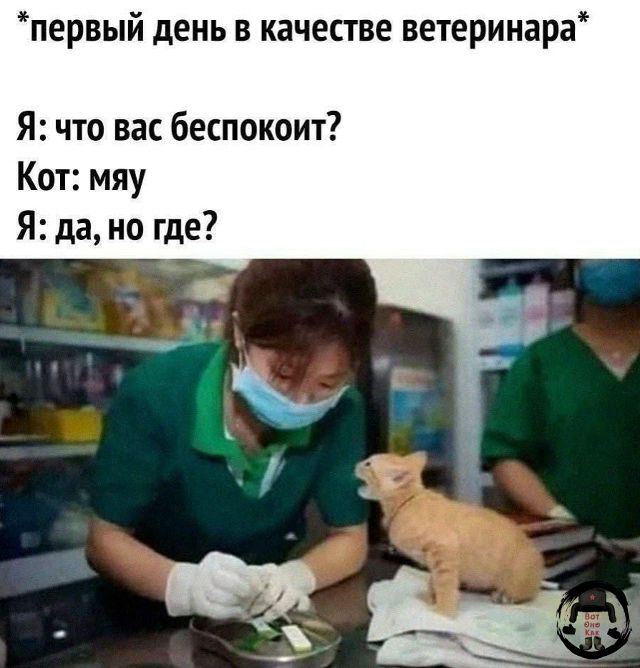 *первый день в качестве ветеринара*
Я: что вас беспокоит?
Кот: мяу
Я: да, но где?