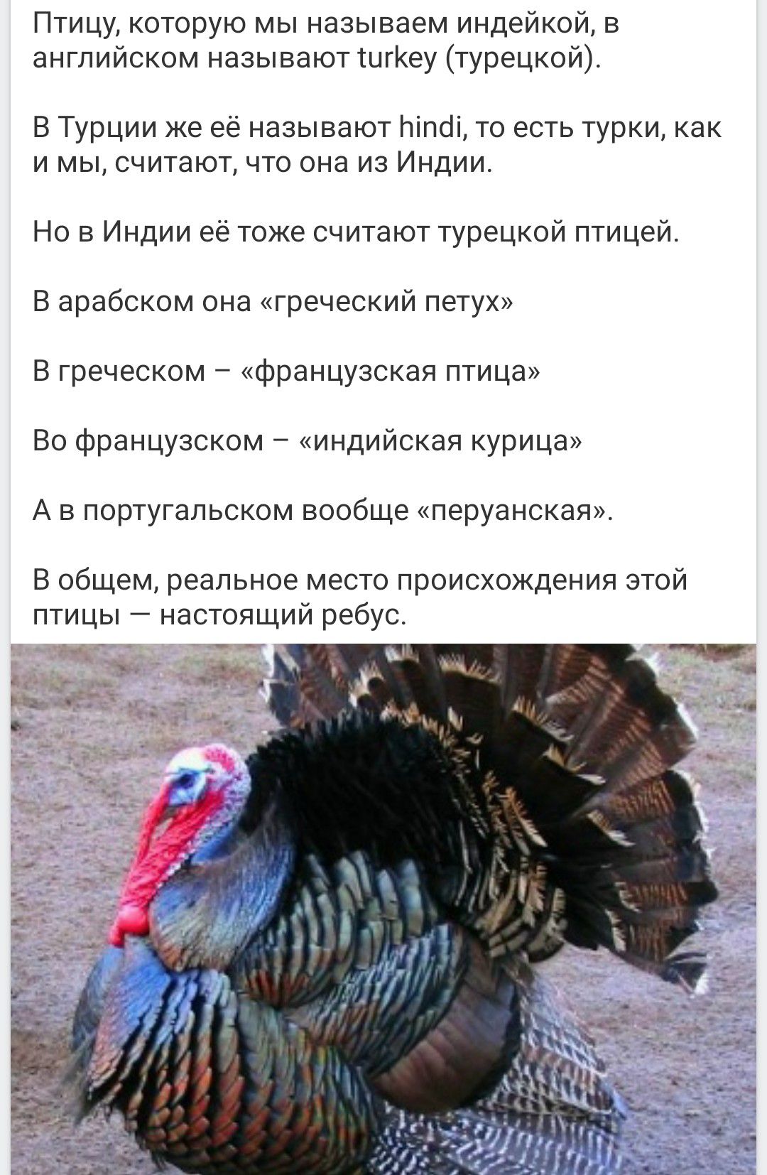 Птицу, которую мы называем индейкой, в английском называют turkey. В Турции её зовут hindi, как и мы, считают, что она из Индии. В Индии её тоже считают турецкой птицей. В арабском она «греческий петух», в греческом — «французская птица», во французском — «индийская курица», в португальском — «перуанская». Реальное место происхождения — ребус.