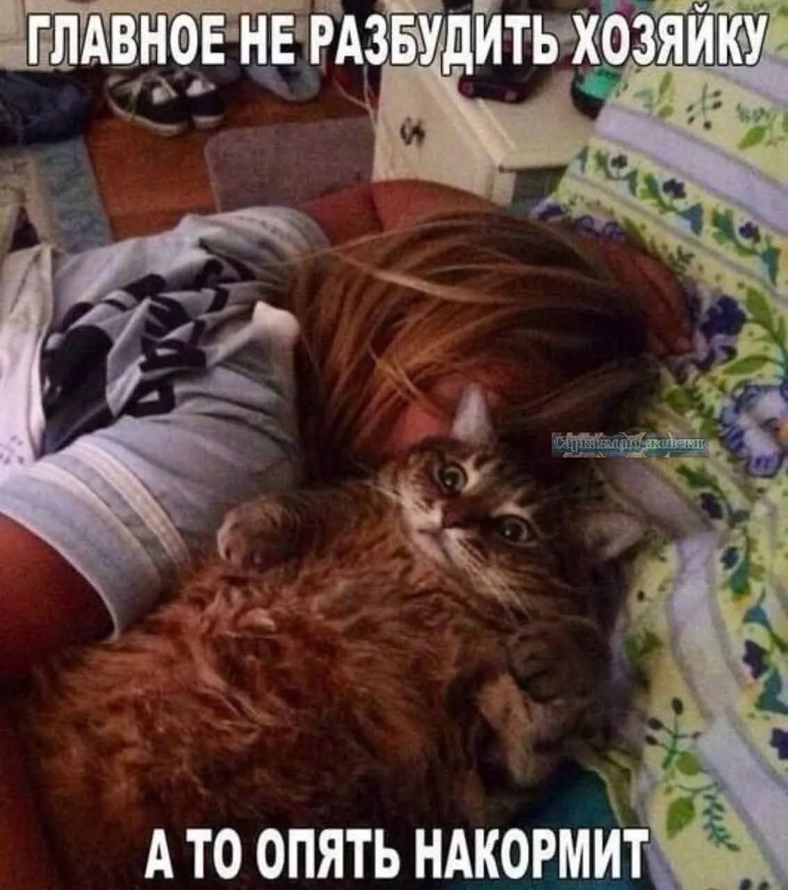 ГЛАВНОЕ НЕ РАЗБУДИТЬ ХОЗЯЙКУ А ТО ОПЯТЬ НАКОРМИТ