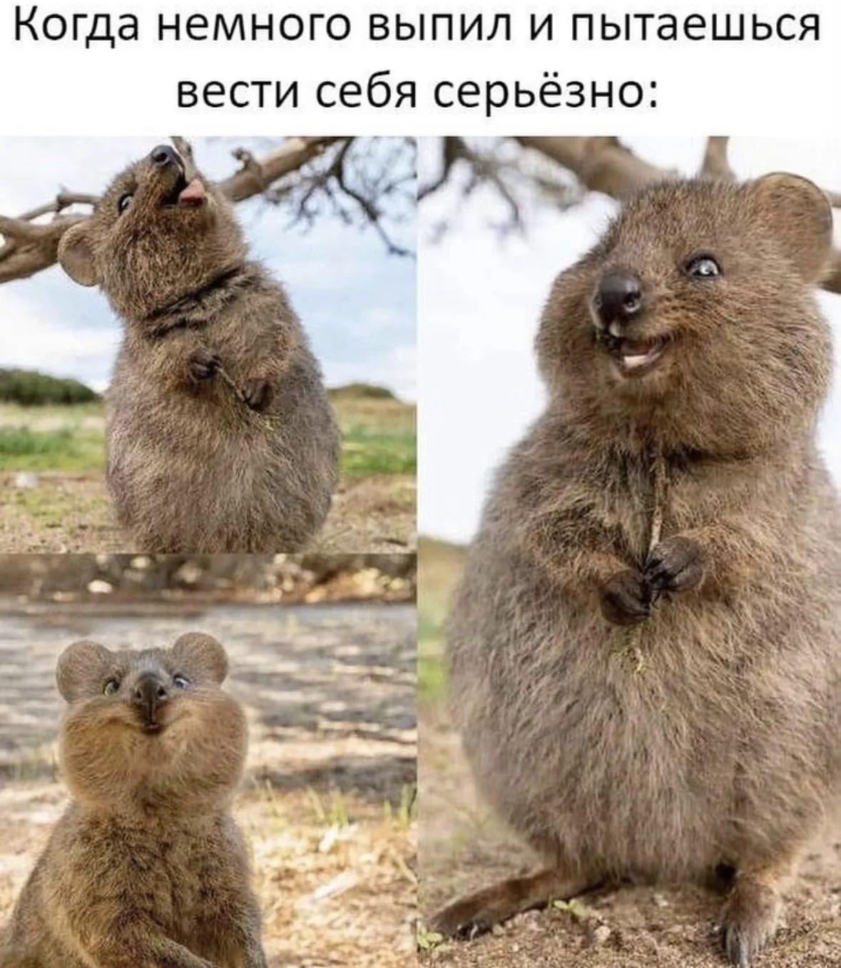 Когда немного выпил и пытаешься вести себя серьёзно: