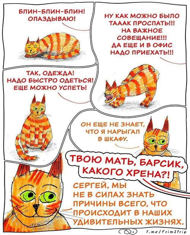 Блин-блин-блин! Опаздываю! Ну как можно было тааак просрать важное совещание!!! Да ещё и в офис надо приехать! Так, одежда! Надо быстро одеться, ещё можно успеть! Он ещё не знает, что я нарыл в шкафу. Твою мать, барсик, какого хрена?! Сергей, мы не в силах знать причины всего, что происходит в наших удивительных жизнях.