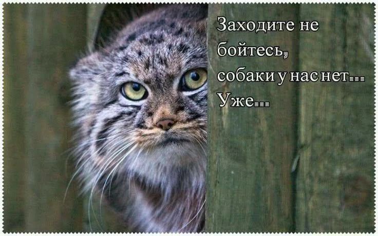 Заходите не бойтесь, собаки нас нет... Уже...