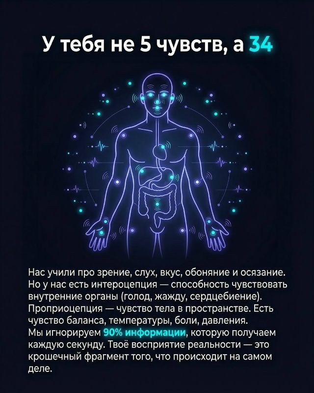 У тебя не 5 чувств, а 34. Нас учили про зрение, слух, вкус, обоняние и осязание. Но у нас есть интерпретация — способность чувствовать внутренние органы (голод, жажду, сердцебиение). Проприопецепция — чувство тела в пространстве. Есть чувство баланса, температуры, боли, давления. Мы игнорируем 90% информации, которую получаем каждую секунду.