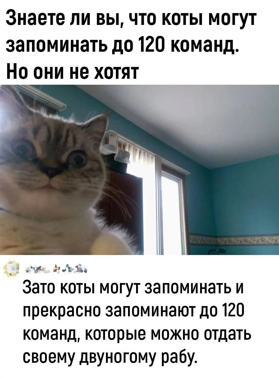 Знаете ли вы, что коты могут запоминать до 120 команд. Но они не хотят. Зато коты могут запоминать и прекрасно запоминают до 120 команд, которые можно отдать своему двуногому рабу.