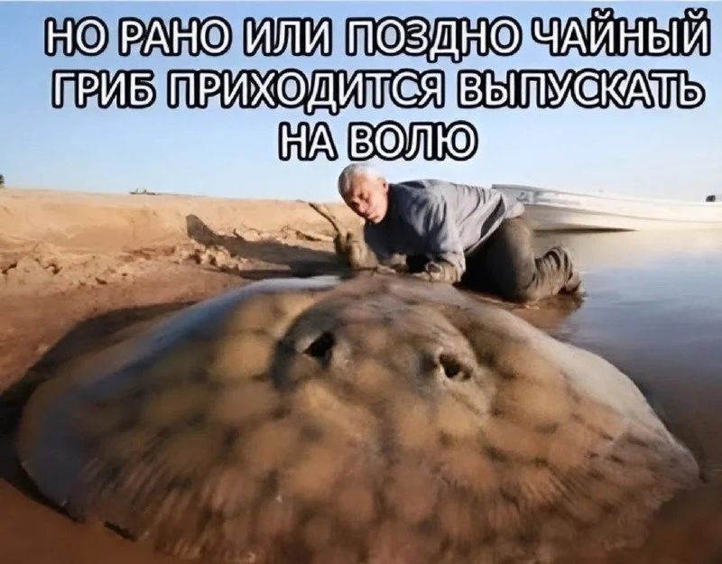 НО РАНО ИЛИ ПОЗДНО ЧАЙНЫЙ ГРИБ ПРИХОДИТСЯ ВЫПУСКАТЬ НА ВОЛЮ