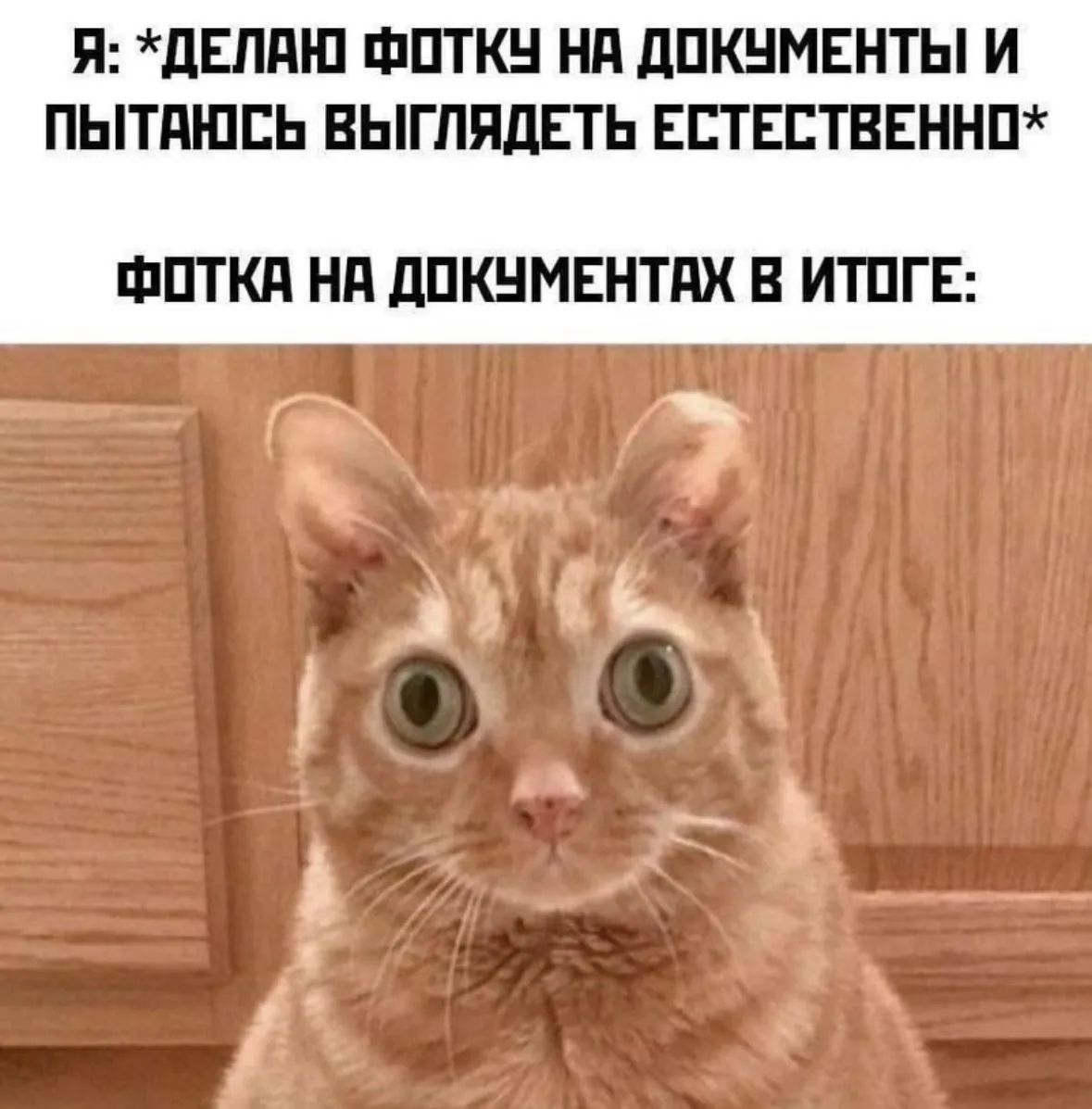 Я: *ДЕЛАЮ ФОТКУ НА ДОКУМЕНТЫ И ПОПЫВАЮСЬ ВЫГЛЯДЕТЬ ЕСТЕСТВЕННО* ФОТКА НА ДОКУМЕНТАХ В ИТОГЕ: