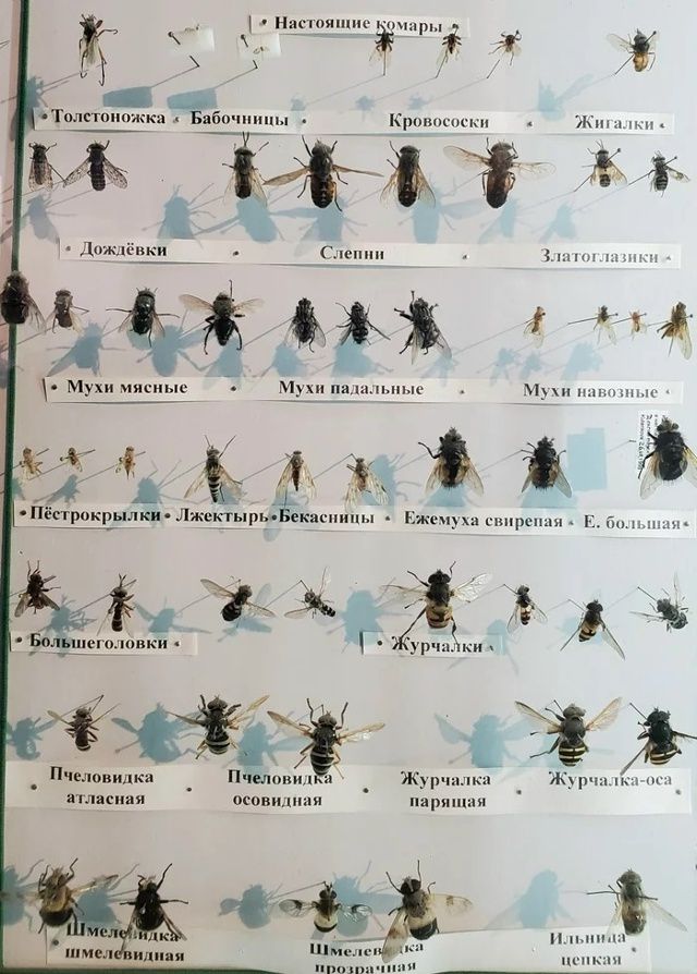 Настоящие комары — плакат с названиями видов: Толстоножка, Бабочницы, Кровососки, Жигалки, Дождёвки, Слепни, Златоглазники, Мухи мясные, Мухи палальные, Мухи навозные, Пестрокрылки, Ежемуха свирепая, Журчалка, Шмелёвка и др.