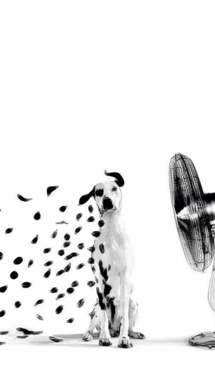 Dalmatian возле вентилятора, разбросанные точки создают арт-эффект