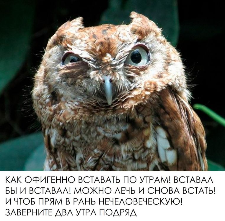 КАК ОФИГЕННО ВСТАВАТЬ ПО УТРАМ! ВСТАВАЛ БЫ И ВСТАВАЛ! МОЖНО ЛЕЧЬ И СНОВА ВСТАТЬ! И ЧТОБ ПРЯМ В РАНЬ НЧЕЛОВЕКО! ЗАВЕРНИТЕ ДВА УТРА ПОДЯР