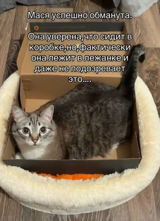 Маса успешно обманута. Она уверена, что сидит в коробке, но фактически она лежит в лежанке и даже не подозревает это....
