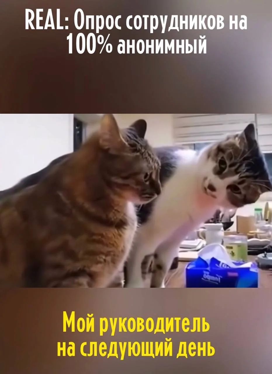 REAL: Опрос сотрудников на 100% анонимный
Мой руководитель на следующий день