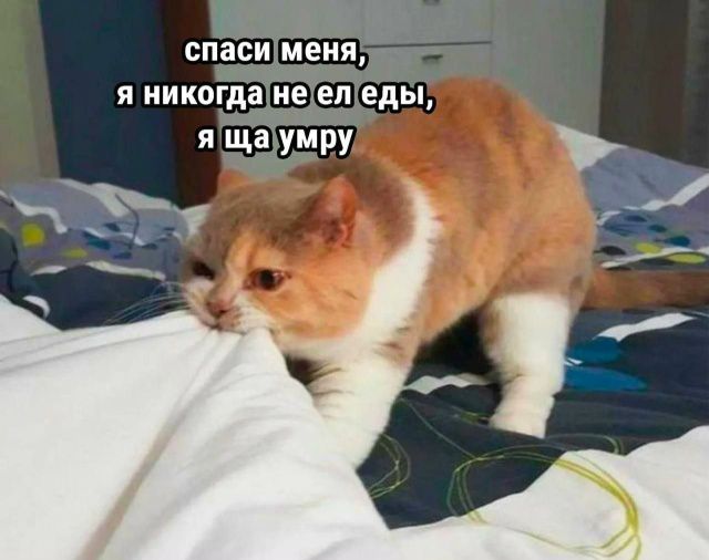 спаси меня, я никогда не ел еды, я ща умру