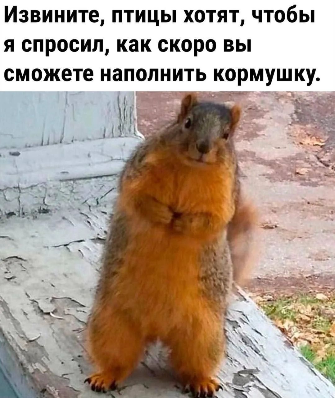 Извините, птицы хотят, чтобы я спросил, как скоро вы сможете наполнить кормушку.