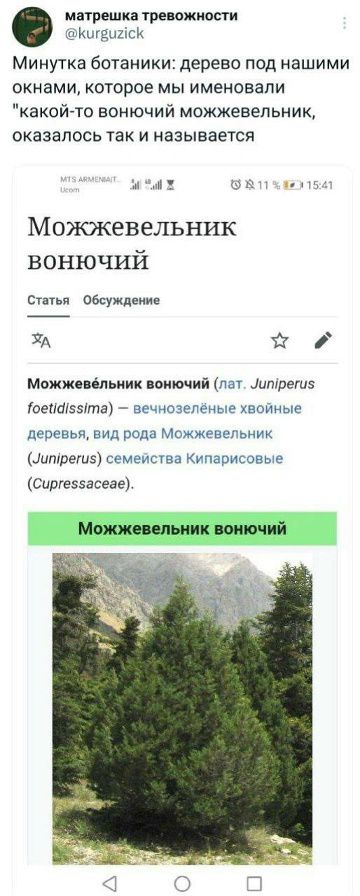 матрешка тревожности @kurguzick Минутка ботаники: дерево под нашими окнами, которое мы именовали 