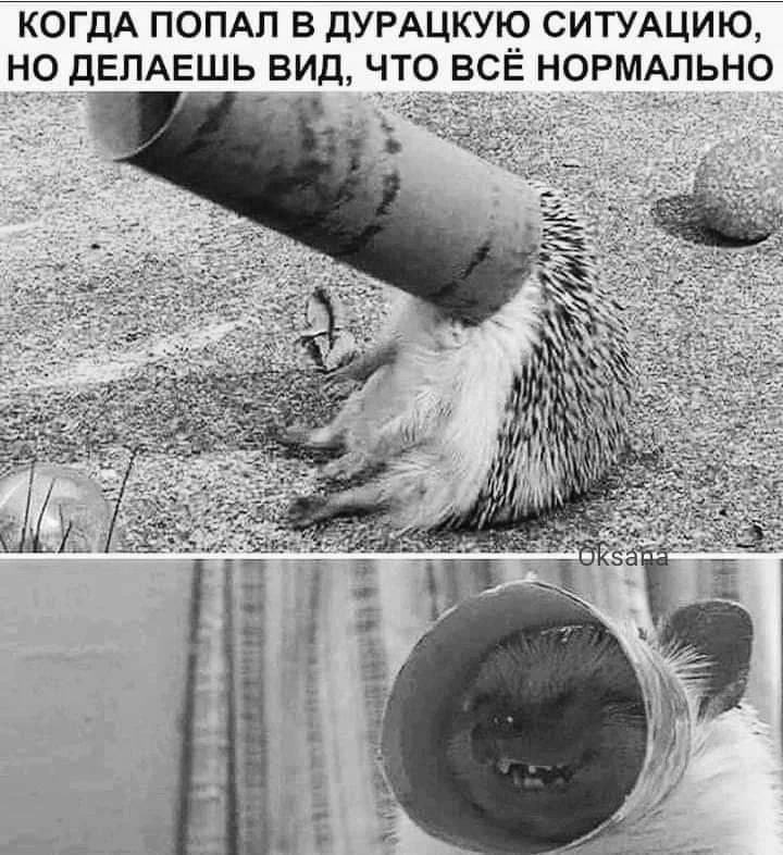 КОГДА ПОПАЛ В ДУРАЦКУЮ СИТУАЦИЮ, НО ДЕЛАЕШЬ ВИД, ЧТО ВСЁ НОРМАЛЬНО