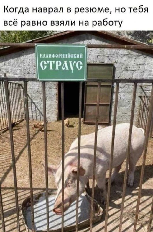 Когда наврал в резюме, но тебя всё равно взяли на работу. Калифорнийский страус.