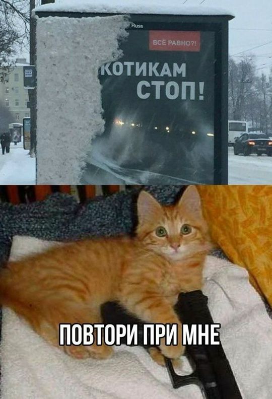 ВСЕ РАВНО?! КОТИКАМ СТОП! ПОВТОРИ ПРИ МНЕ