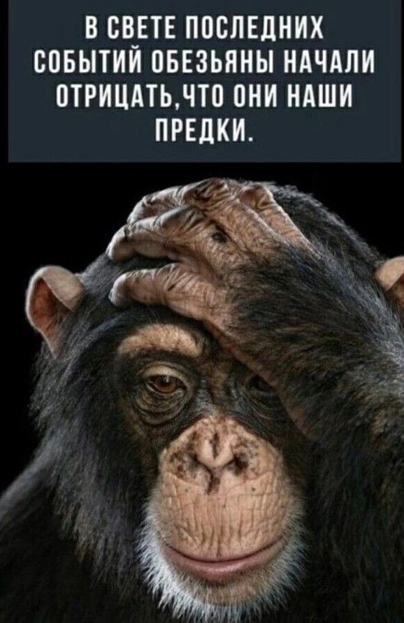 В СВЕТЕ ПОСЛЕДНИХ СОБЫТИЙ ОБЕЗЬЯНЫ НАЧАЛИ ОТРИЦАТЬ, ЧТО ОНИ НАШИ ПРЕДКИ.