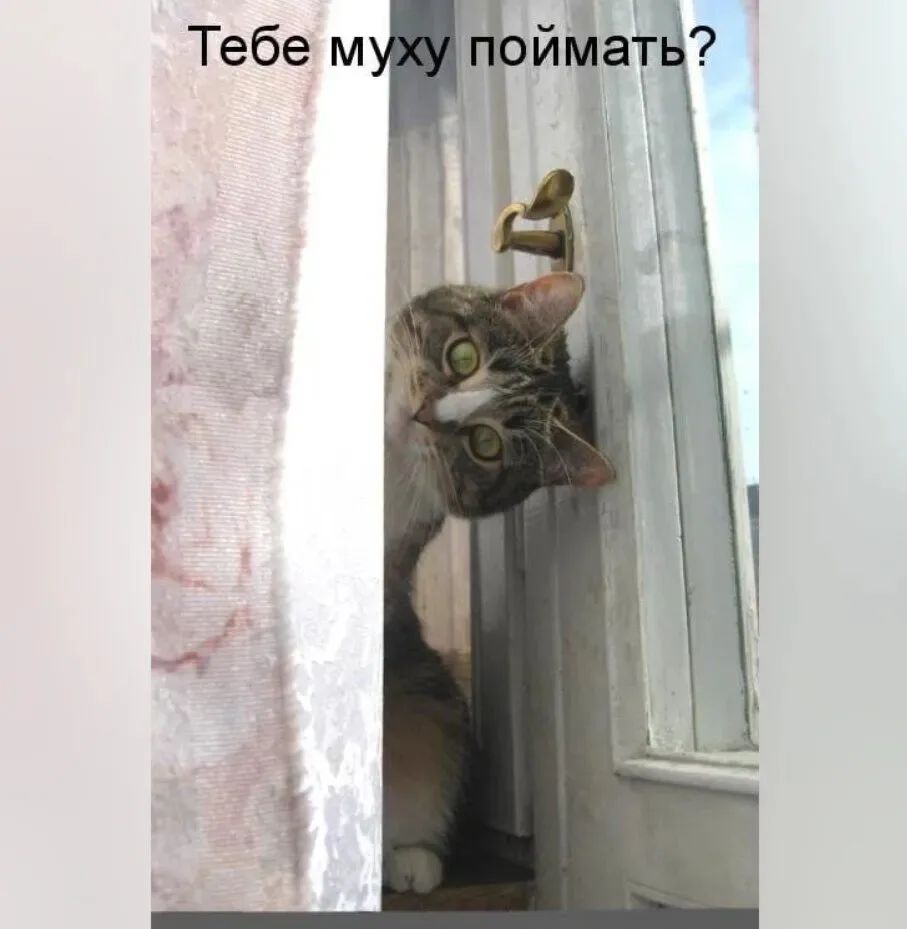Тебе муху поймать?