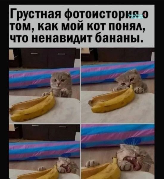 Грустная фотоистория о том, как мой кот понял, что ненавидит бананы.