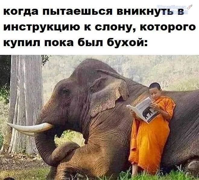 когда пытаешься вникнуть в инструкцию к слону, которого купил пока был бухой: