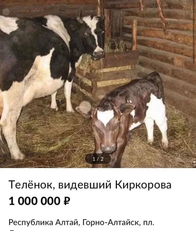 1/2 Телёнок, видевший Киркорова 1 000 000 ₽ Республика Алтай, Горно-Алтайск, пл.