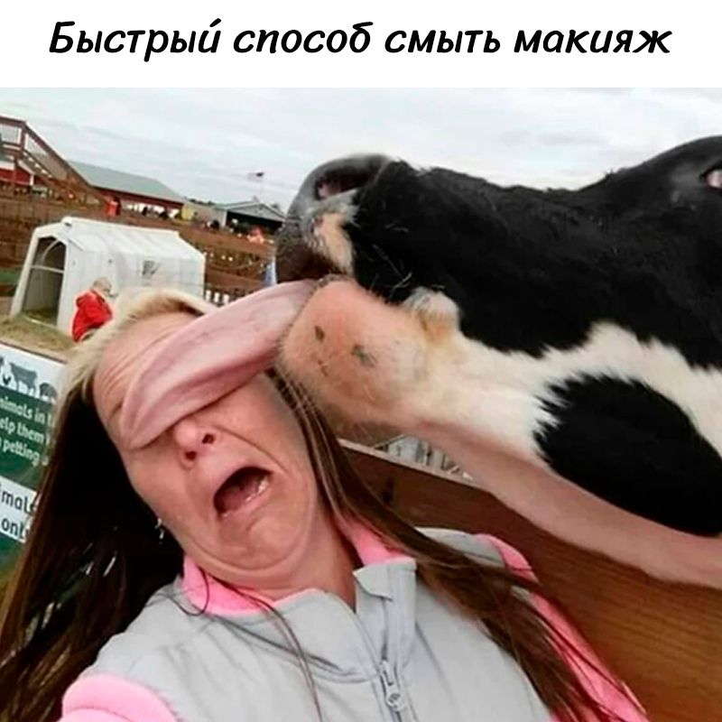 Быстрый способ смыть макияж. Корова лижет лицо женщины, закрывая ей глаза своим языком.
