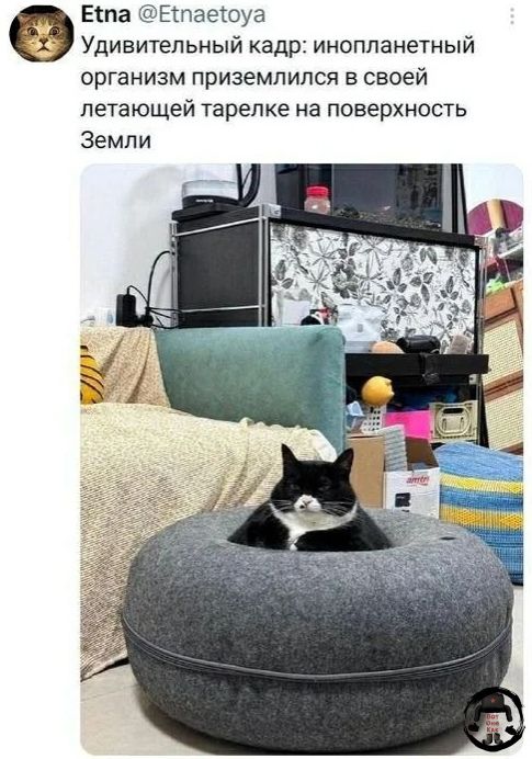 Удивительный кадр: инопланетный организм приземлился в своей летающей тарелке на поверхность Земли