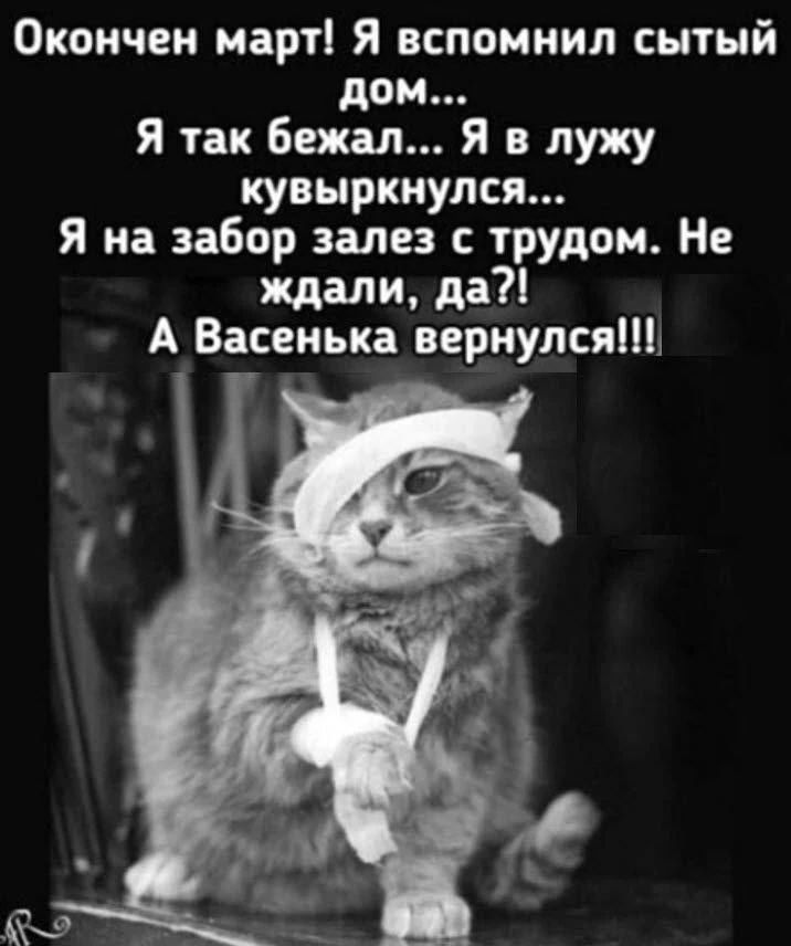 Окончен март! Я вспомнил сытый дом... Я так бежал... Я в лужу кувыркнулся... Я на забор залез с трудом. Не ждали, да?! А Васенька вернулся!!!