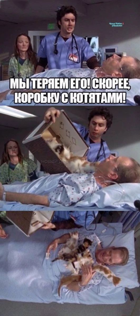 МЫ ТЕРЯЕМ ЕГО! СКОРЕЕ, КОРОБКУ С КОТЯТАМИ!