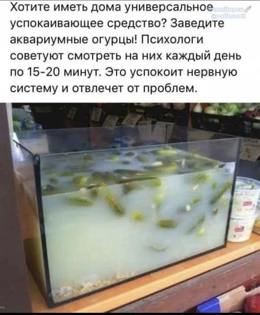 Хотите иметь дома универсальное успокаивающее средство? Заведите аквариумные огурцы! Психологи советуют смотреть на них каждый день по 15-20 минут. Это успокоит нервную систему и отвлечет от проблем.