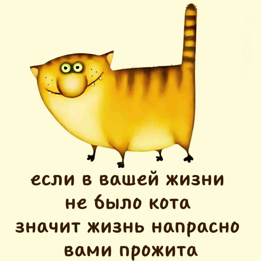 если в вашей жизни не было кота значит жизнь напрасно вами прожита