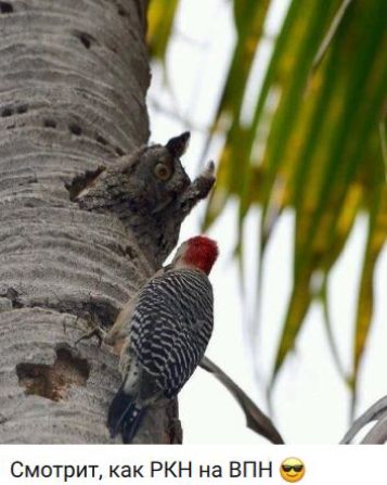 Смотрит, как РКН на ВПН 😎