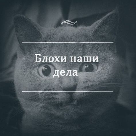 Блохи наши дела