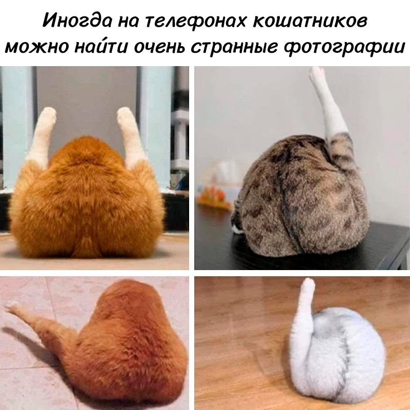 Иногда на телефонах кошатников можно найти очень странные фотографии