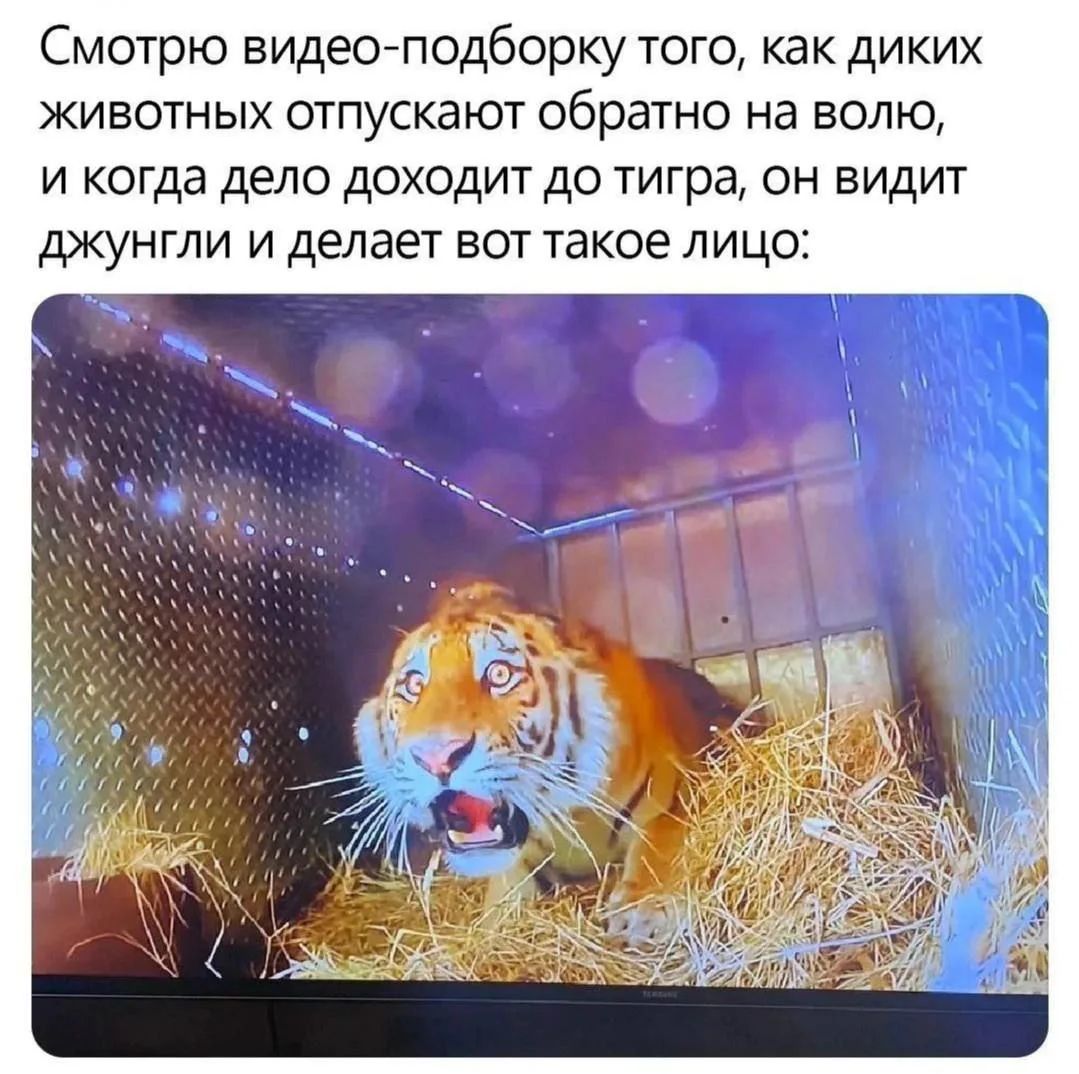 Смотрю видео-подборку того, как диких животных отпускают обратно на волю, и когда дело доходит до тигра, он видит джунгли и делает вот такое лицо: