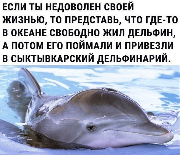 ЕСЛИ ТЫ НЕДОВОЛЕН СВОЕЙ ЖИЗНЬЮ, ТО ПРЕДСТАВЬ, ЧТО ГДЕ-ТО В ОКЕАНЕ СВОБОДНО ЖИЛ ДЕЛЬФИН, А ПОТОМ ЕГО ПОЙМАЛИ И ПРИВЕЗЛИ В СЫКТЫВКАРСКИЙ ДЕЛЬФИНАРИЙ.