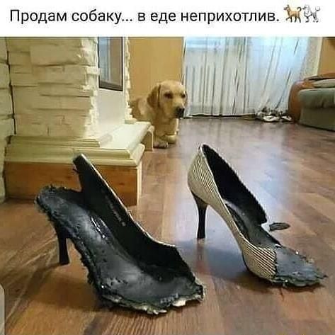 Продам собаку в еде неприхотлив