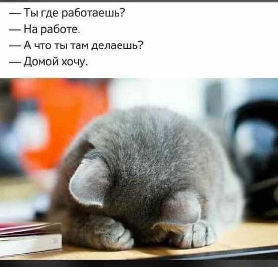 Ты где работаешь На работе _ А что ты там делаешь _Домой хочу