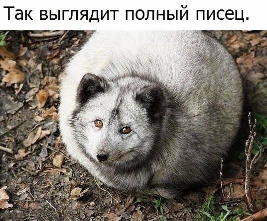 Т к выглядит полный писец